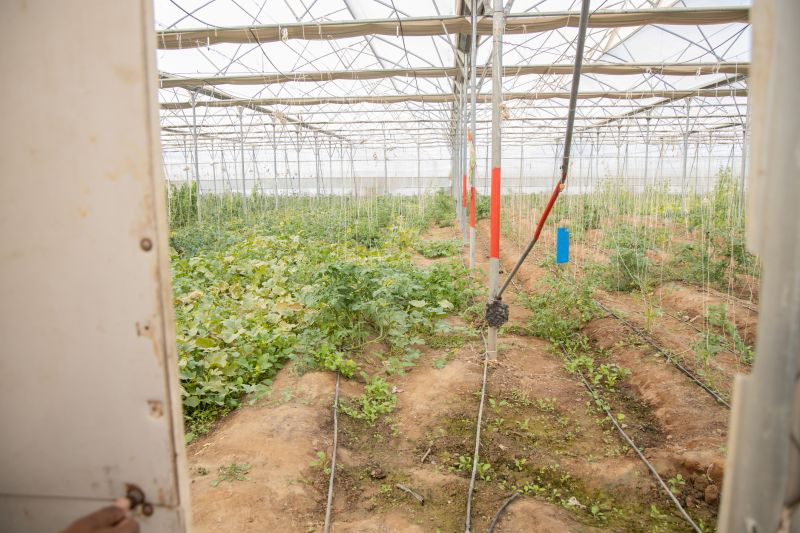 Drip Irrigation Installation in Aiken, SC