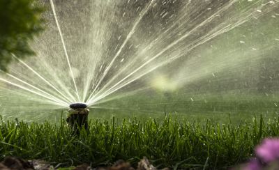 Removes Extra Water From Your System